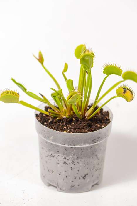 Venus Fly Trap