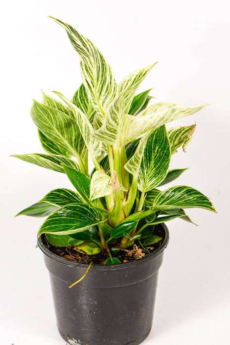 Philodendron Birkin