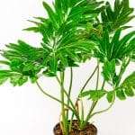 Healthy Philodendron Selloum displaying natural growth and fresh leaves