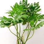 Lush and thriving Philodendron Selloum showcasing rich green tones