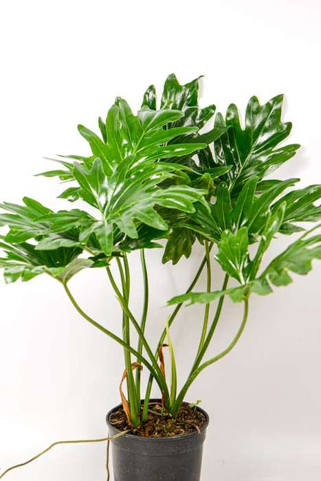 Philodendron Selloum
