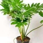 Philodendron Selloum with vibrant healthy foliage, ideal indoor plant for South African homes
