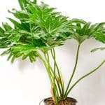 Philodendron Selloum with full, vibrant leaves, popular choice for plant lovers in South Africa