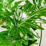 Philodendron Selloum with detailed foliage, perfect for bright indoor spaces