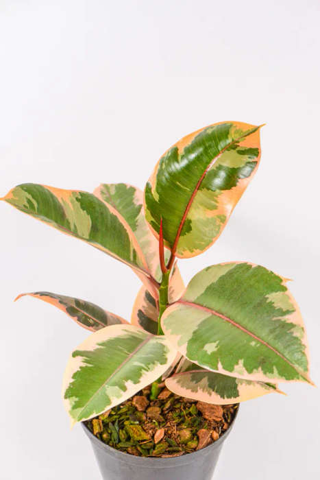 Rubber tree - Ruby