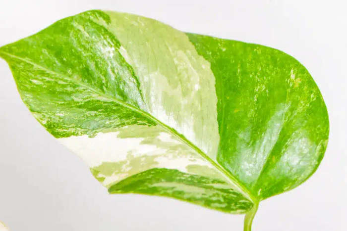 Variegated Monstera Cutie
