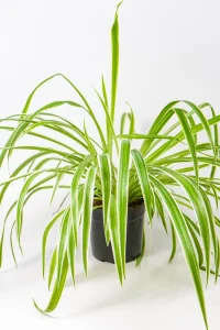 Spider plant Mini with vibrant healthy foliage, ideal indoor plant for South African homes