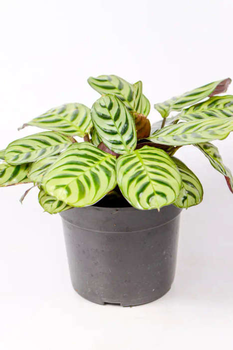 Calathea Burle Marxii