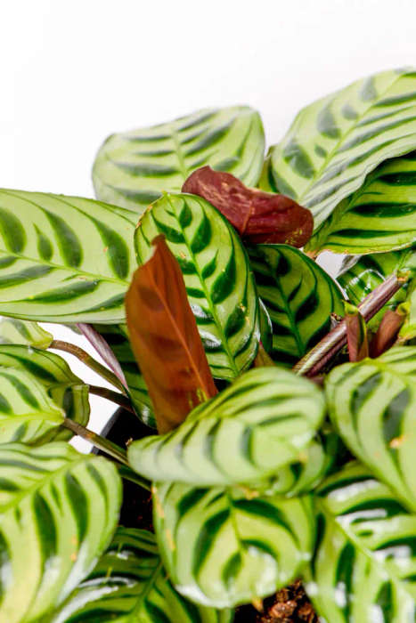 Calathea Burle Marxii