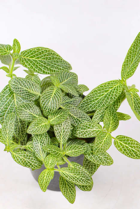Fittonia Combo