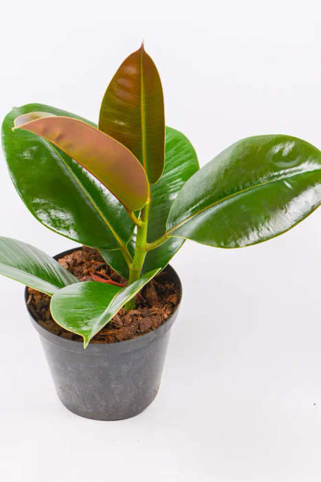 Rubber Tree Combo