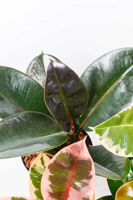 Rubber Tree Combo