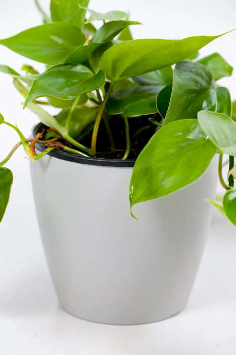 Artevasi Cover Pots