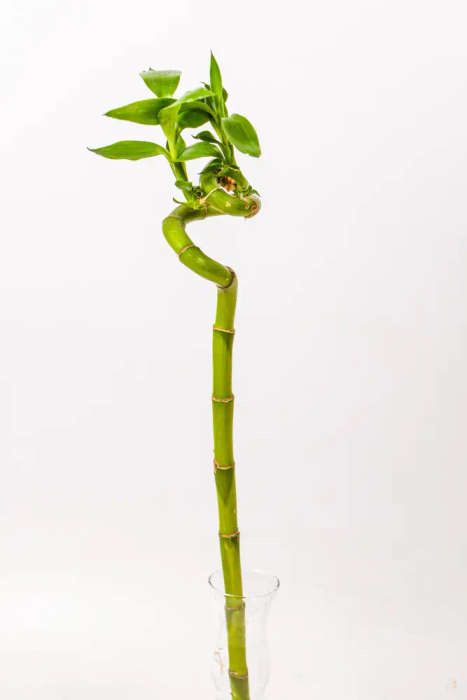 Lucky Bamboo