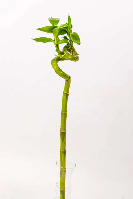 Lucky Bamboo