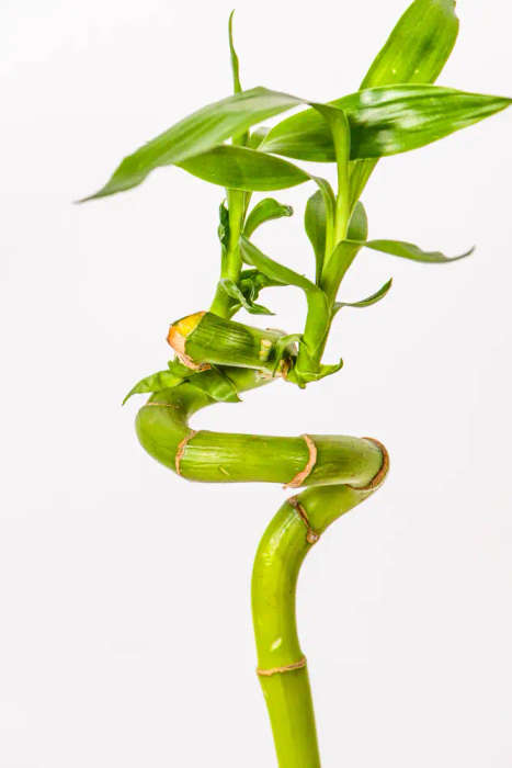 Lucky Bamboo