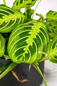Detailed close-up of a Maranta Lemon Lime leaf showing neon-green veins and dark green background.