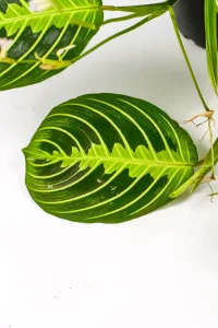 Close-up of a single Maranta Lemon Lime leaf with crisp lemon-lime patterning and smooth texture.