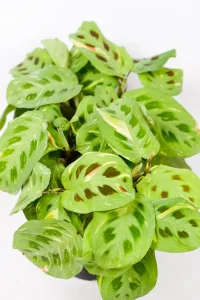 Variegated Maranta 'Kerchoveana' leaf close-up showing rabbit's foot markings and soft variegation.