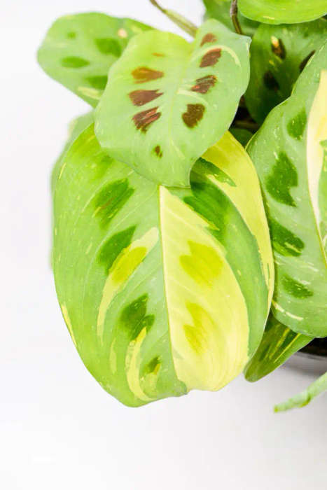 Variegated Maranta Kerchoveana'
