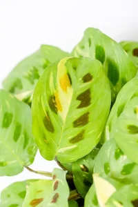 Close-up of Variegated Maranta 'Kerchoveana' leaf showing dark patches and creamy variegation.
