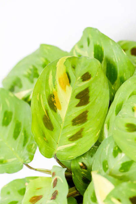 Variegated Maranta Kerchoveana'