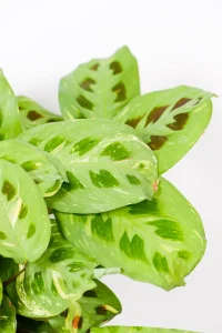 Full plant of Variegated Maranta 'Kerchoveana' in pot with vibrant green and cream foliage.