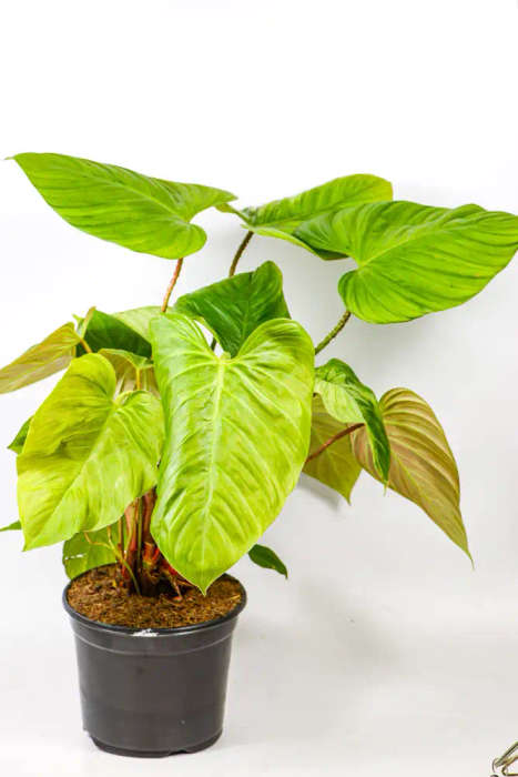 Philodendron Nangaritense