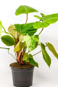 Large Philodendron nanggariitense in 19cm pot with multiple leaves