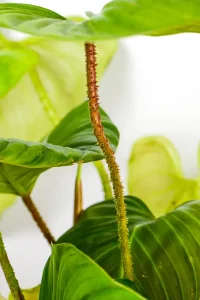 Close-up of Philodendron Nangaritense fuzzy petiole with fine hair texture