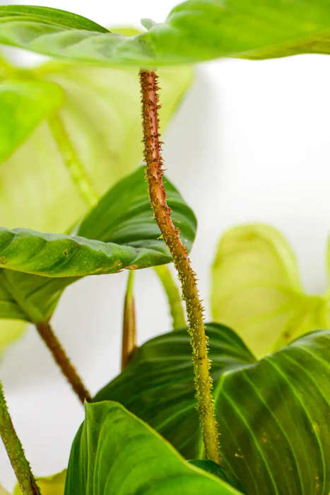 Philodendron Nangaritense