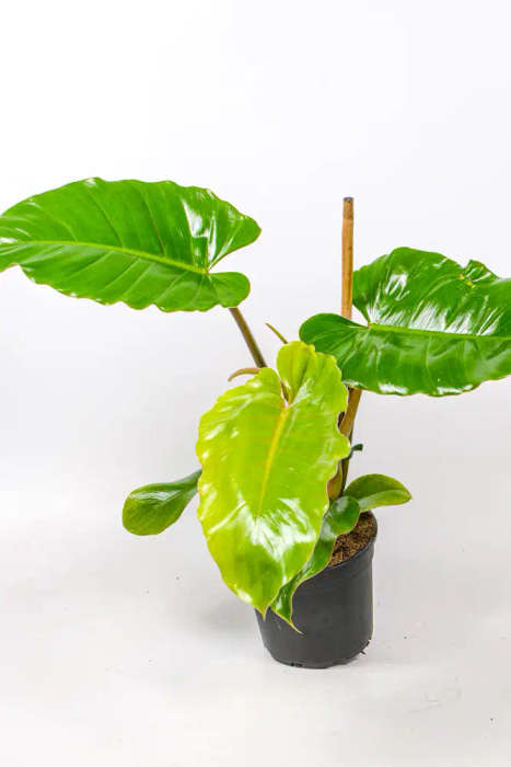 Philodendron Jungle Fever