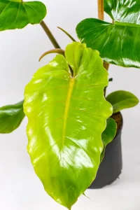 New Jungle Fever leaf unfolding with deep cuts starting to show