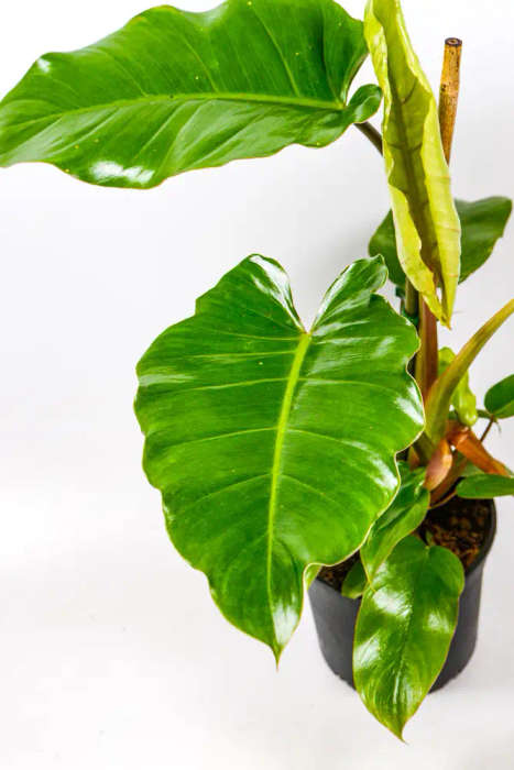 Philodendron Jungle Fever