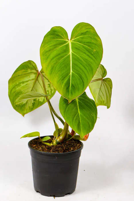 Philodendron Gloriosum