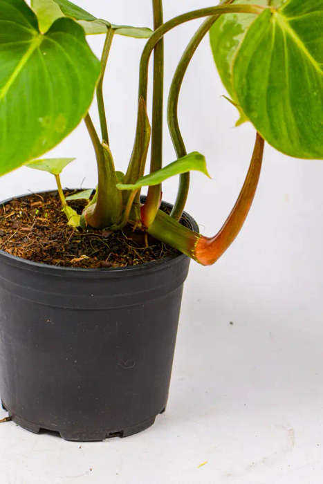 Philodendron Gloriosum