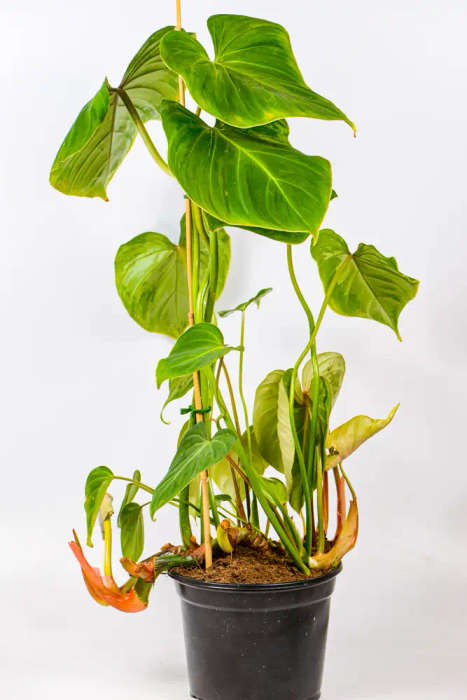 Philodendron Gloriosum