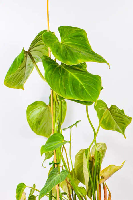 Philodendron Gloriosum