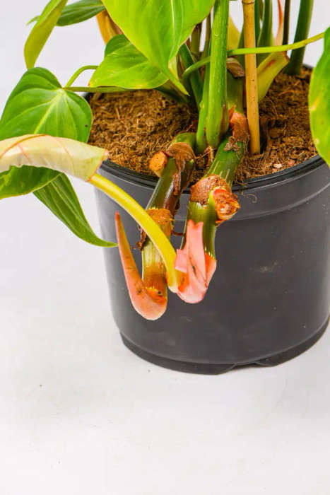 Philodendron Gloriosum