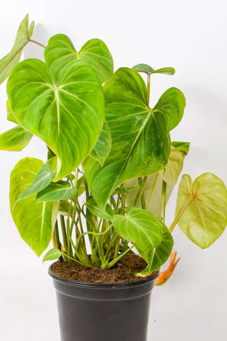 Philodendron Gloriosum