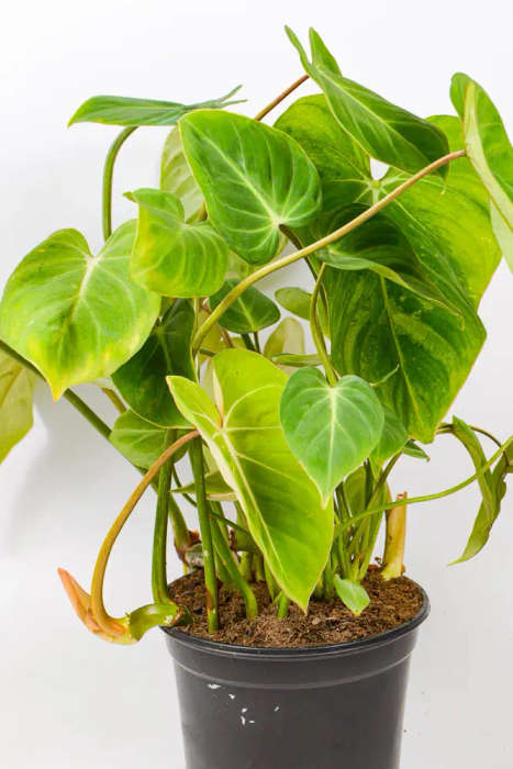Philodendron Gloriosum