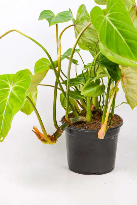 Philodendron Gloriosum