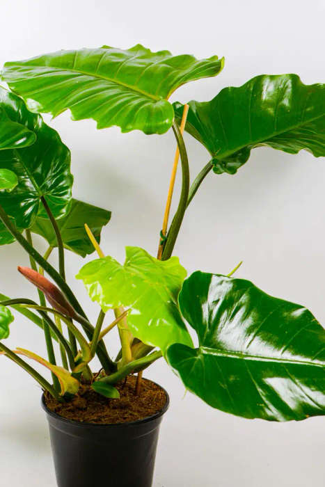 Philodendron Jungle Fever