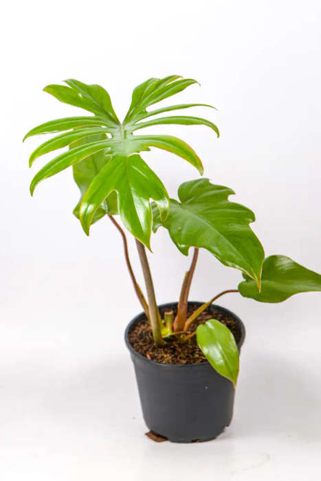 Philodendron Mayoi