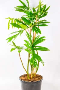 Large 19cm potted Philodendron Mayoi with lush growth in South Africa