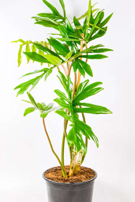 Philodendron Mayoi
