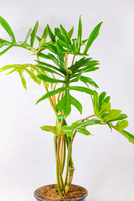 Philodendron Mayoi