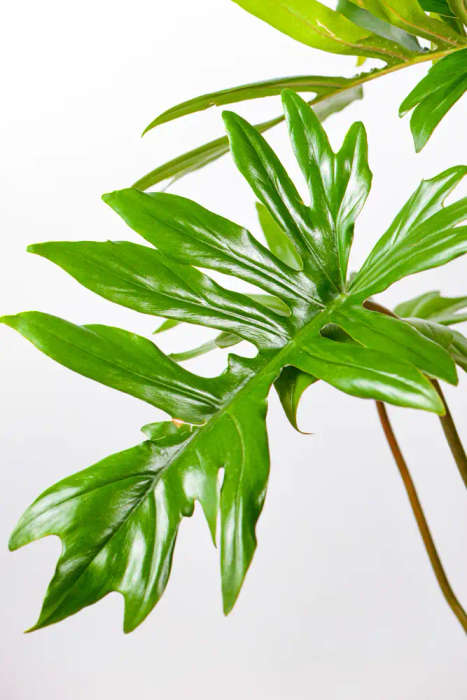 Philodendron Mayoi