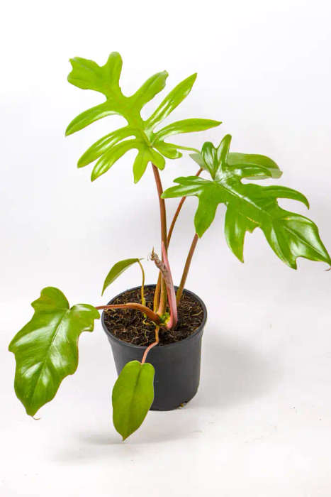 Philodendron Mayoi