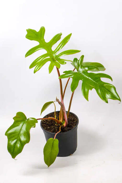 Philodendron Mayoi